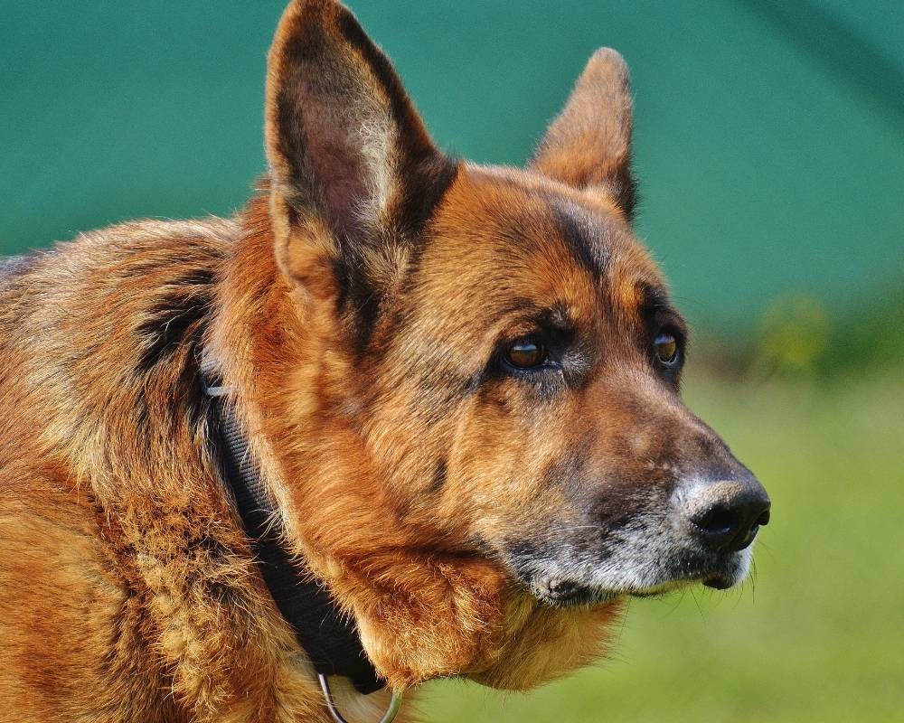 German-Shepherd-dog a German Shepherd dog with brown and black fur, wearing a black collar