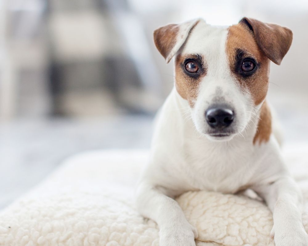 Jack-Russell-Terrier A Jack Russell Terrier with white and brown markings lies on a fluffy white surface.