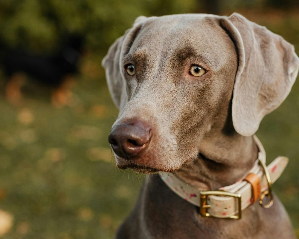 Weimaraner-dog a Weimaraner dog wearing a patterned collar and looking to the side in a park setting.