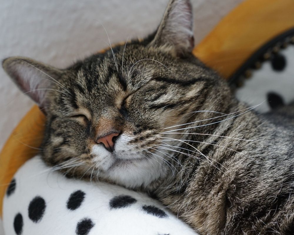 a-senior-cat-sleeping-on-bed A tabby cat with its eyes closed is resting on a pillow with black spots.