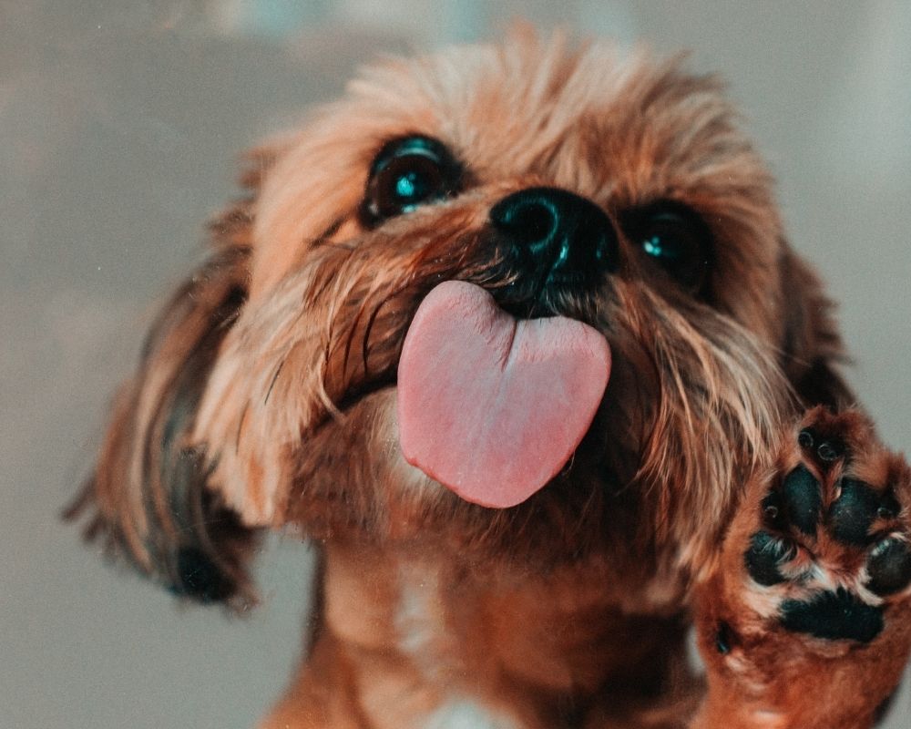 a-small-brown-dog A small brown dog with its tongue sticking out