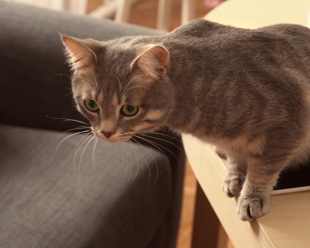 a-tabby-cat A grey tabby cat with green eyes is crouched on the edge of a wooden table