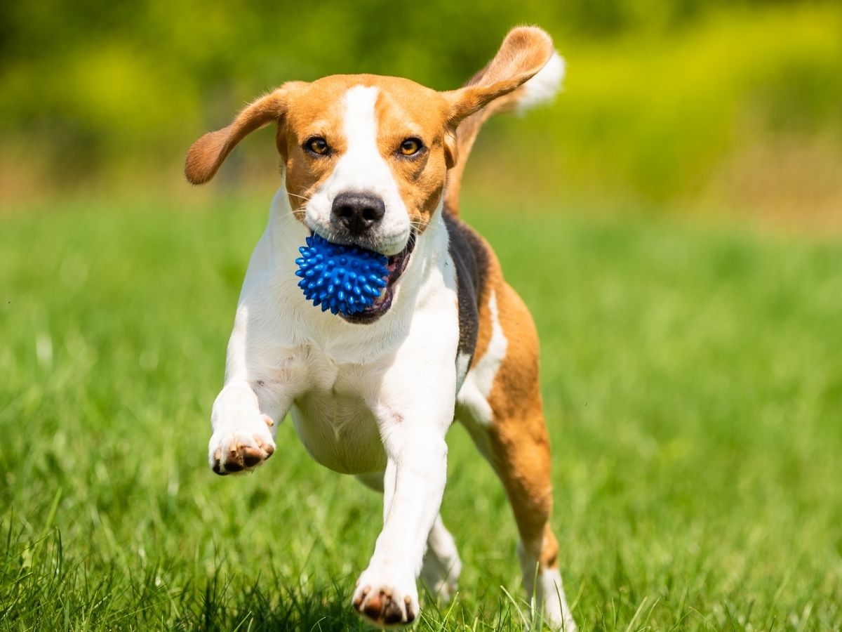 A beagle dog runs through green grass holding a blue ball in its mouth.