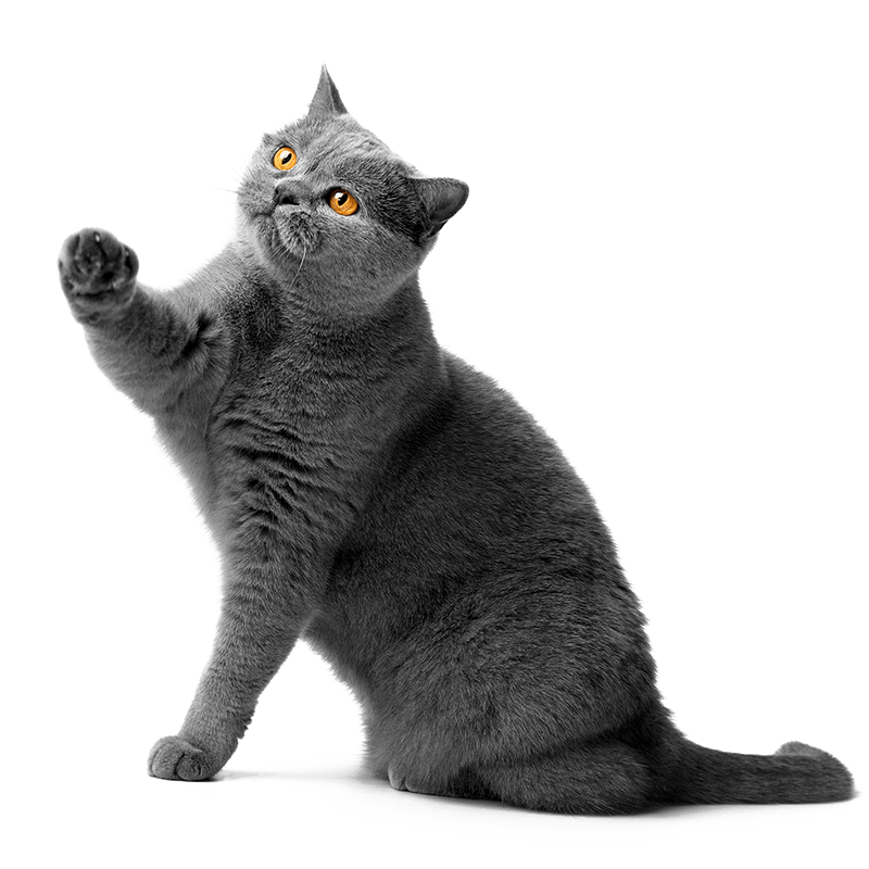 A British shorthair cat reaching up in the air on a transparent background