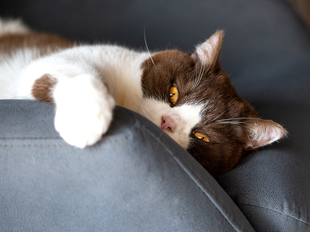 British shorthair cat with orange yellow eyes on a gray sofa