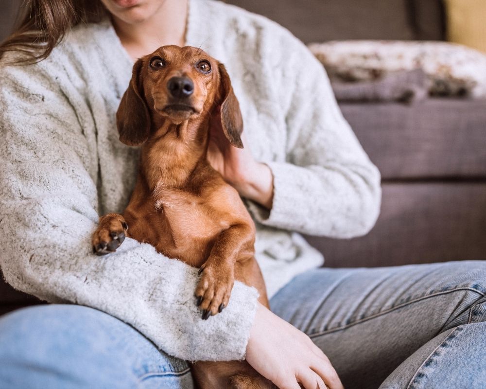 brown-dog-on-lap A person in a light blue sweater and jeans holds a brown dachshund dog on their lap.