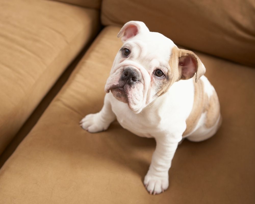 bulldog-puppy A white and tan bulldog puppy sits on a tan couch