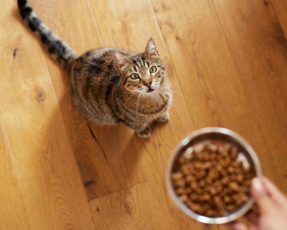 cat-looks-up A tabby cat looks up at a bowl of kibble held by a person's hand on a wooden floor.