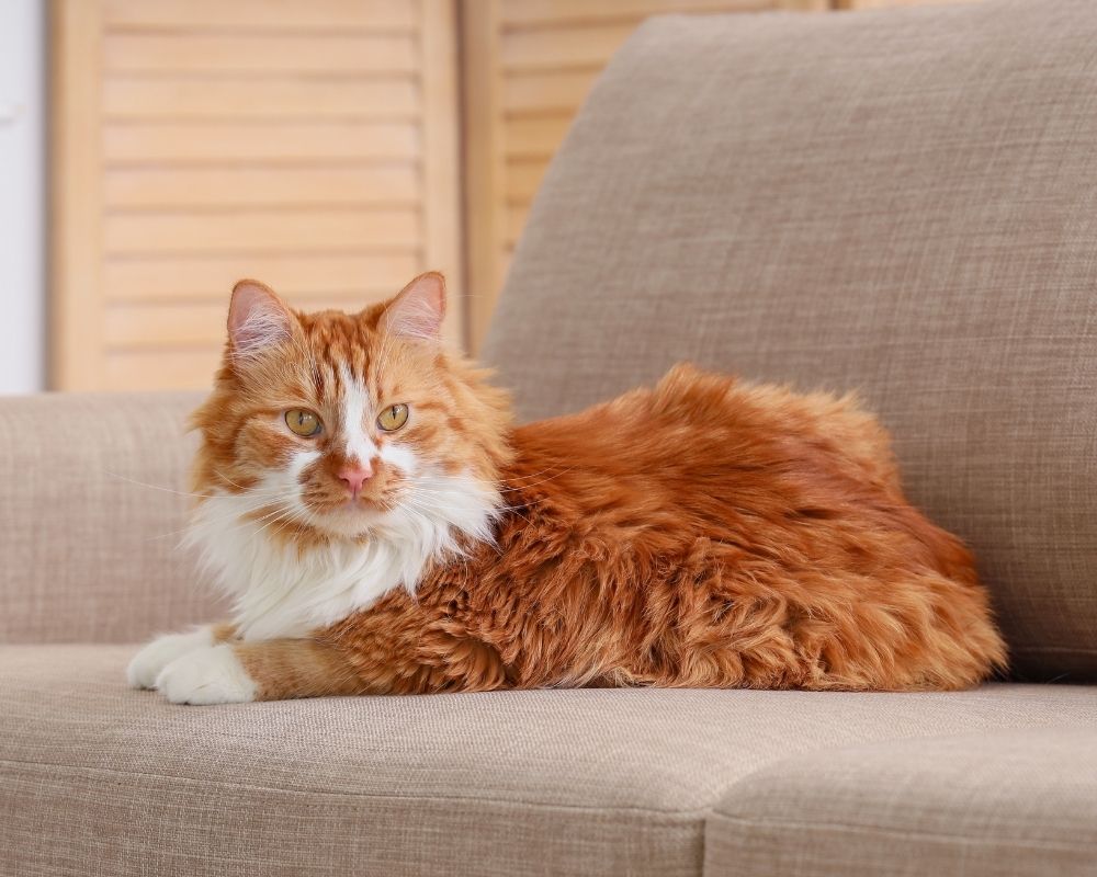 cat-on-big-sofa An orange and white cat with fluffy fur lies on a beige sofa