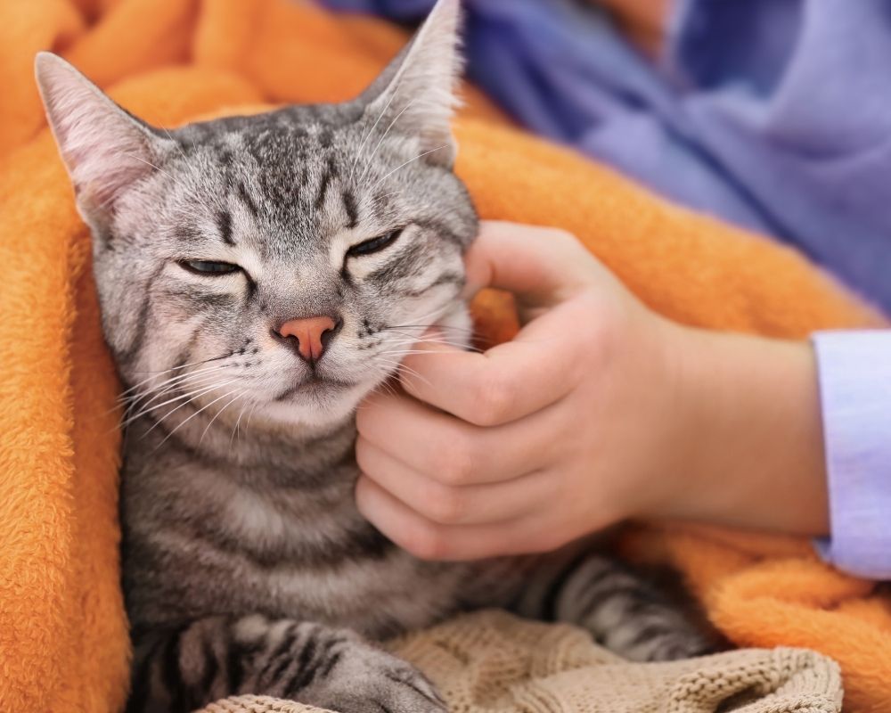 cat-rests-on-blanket A hand gently pets a contented tabby cat wrapped in cozy blankets.