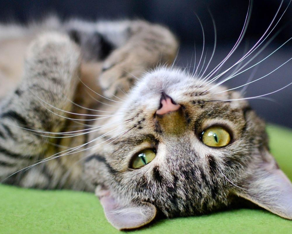 cat-with-green-eyes A tabby cat with green eyes lies on its back on a green surface