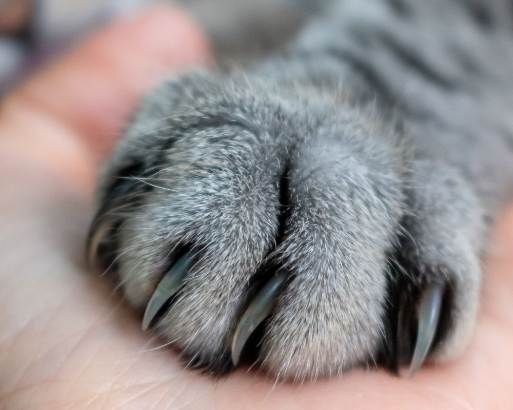cats-paw A closeup of a cat's paw with sharp claws extended, resting on a person's hand.