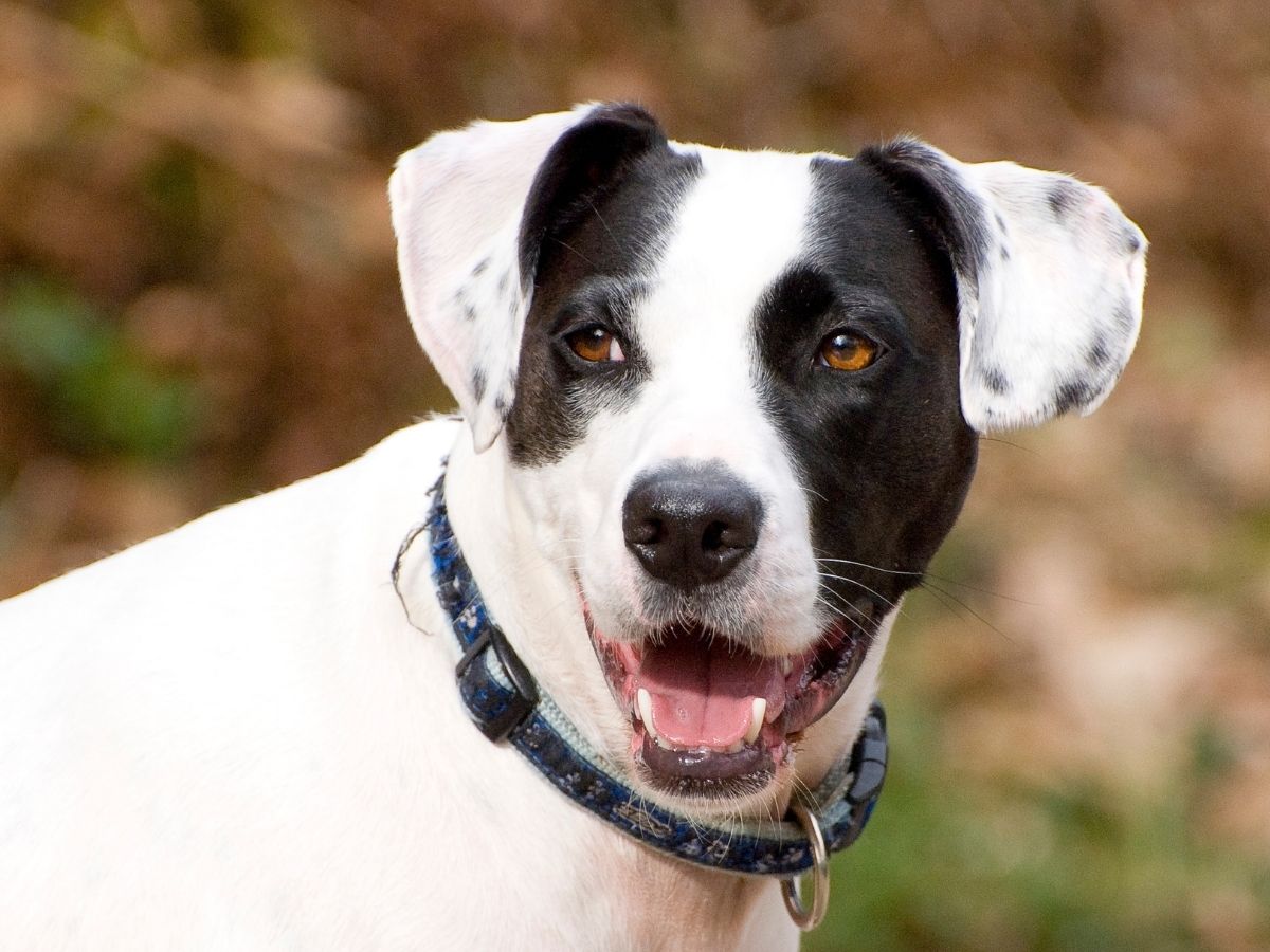 A closeup of a black and white dog with brown eyes