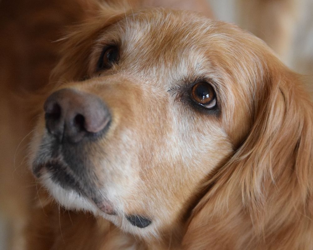 close-up-of-dogs-face a golden retriever's face, focusing on its soulful brown eyes and wet nose