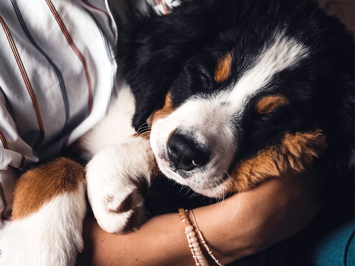 Closeup of a Bernese Mountain Dog puppy sleeping in someone's lap