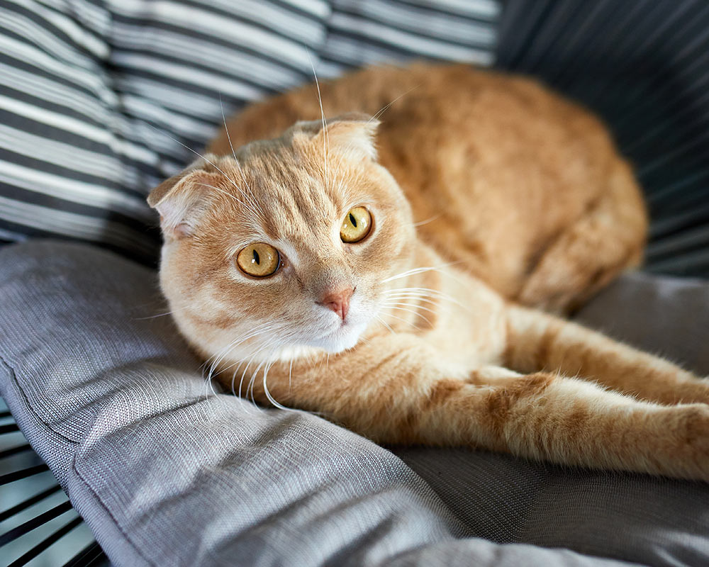 closeup-of-orange-scottish-fold-cat-on-gray-pillows-1000x800-1 Closeup of an orange Scottish Fold cat relaxing on some gray pillows