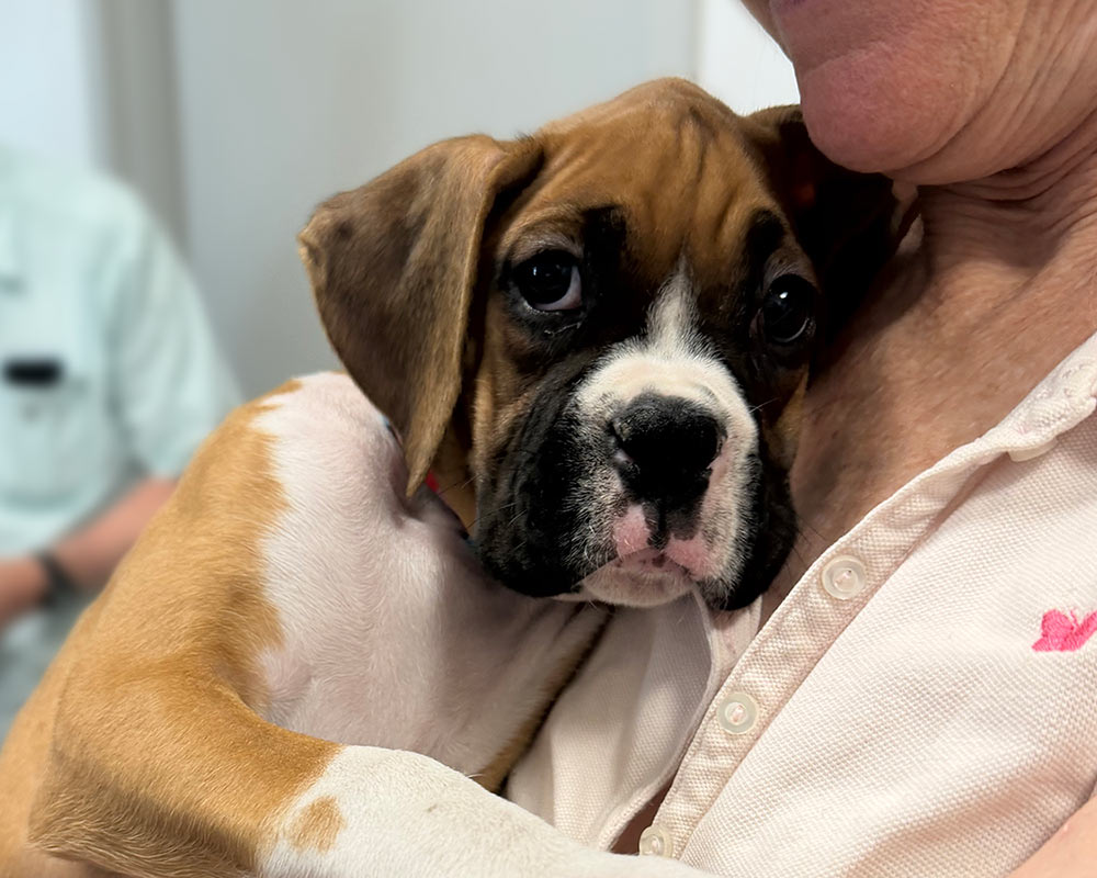 closeup-of-shy-boxer-puppy-being-held-in-someones-arms-IMG_6579-1000x800-1 Closeup of shy boxer puppy in someone's arms