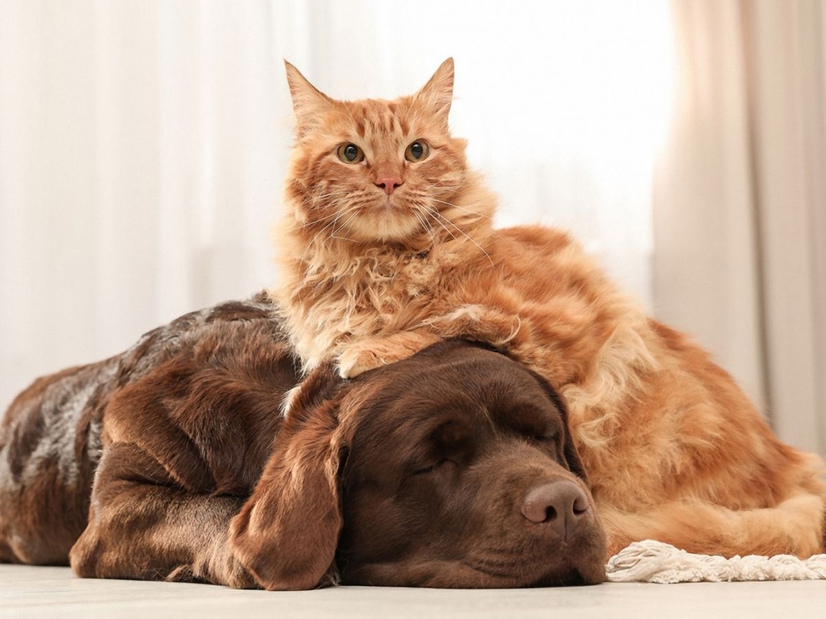 An orange cat rests its head on a sleeping brown dog on a light colored rug.