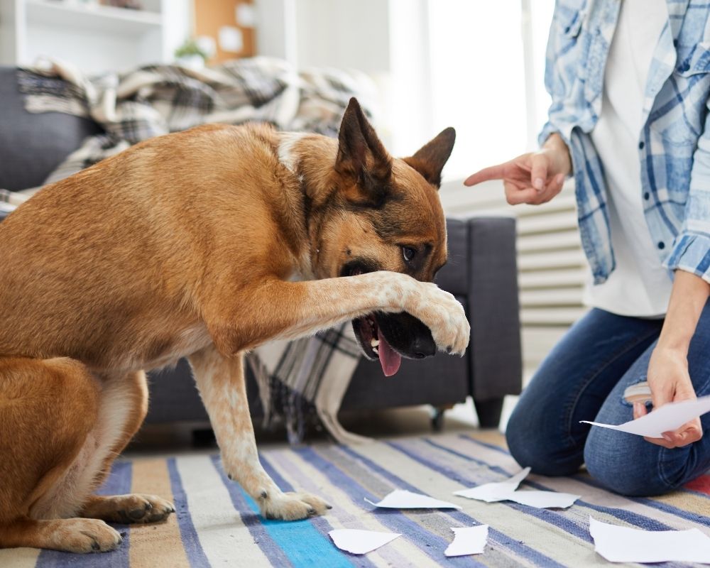 dog-covers-its-face A dog covers its face with its paw while a person kneels nearby