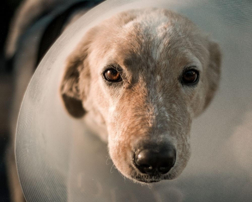 dog-in-cone a dog wearing a clear Elizabethan collar