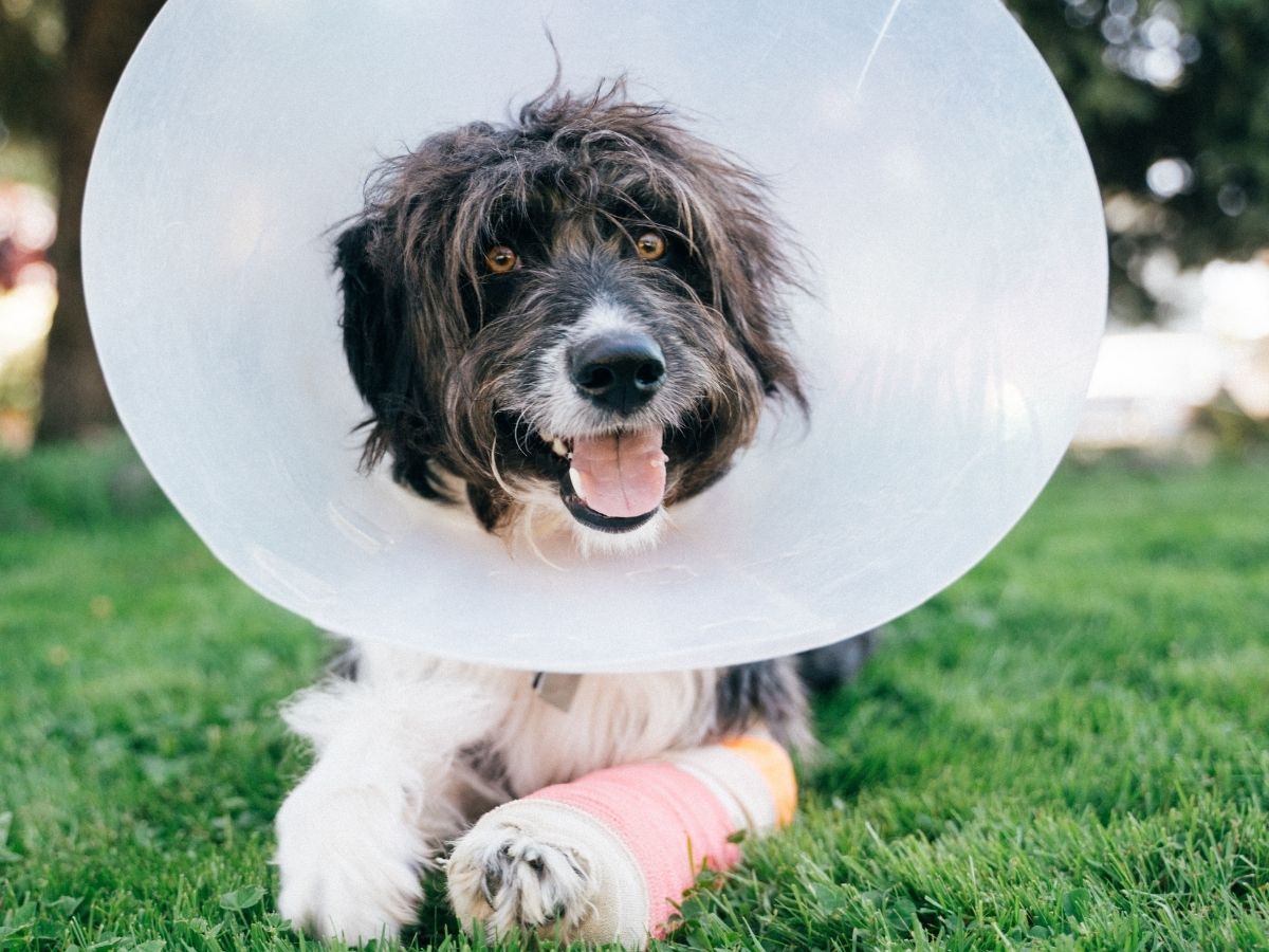 A shaggy dog wearing a protective cone collar and a pink bandage on its front leg sits on green grass.