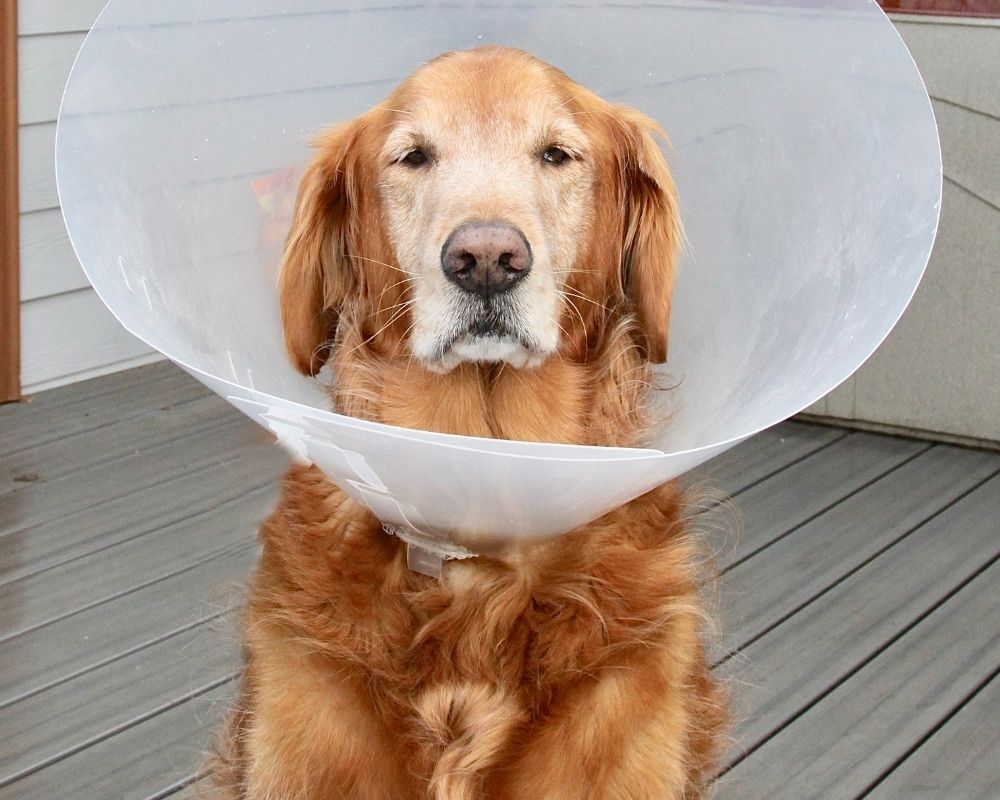 dog-wearing-plastic-cone A golden retriever dog wears a clear plastic cone around its neck