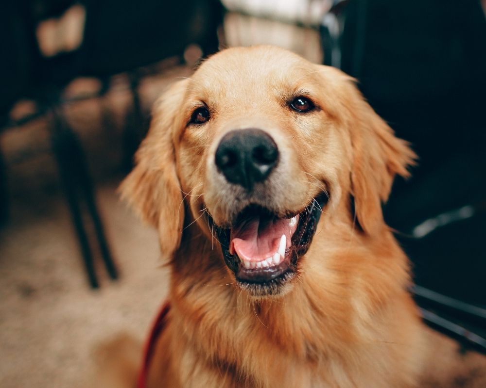 dogs-mouth-open A golden retriever dog with its mouth open and tongue out