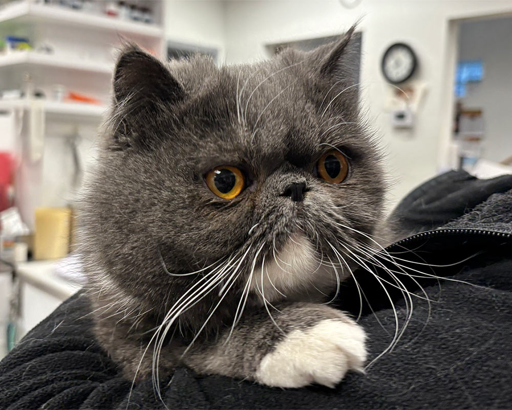 fluffy-gray-cat-being-held-by-veterinary-team-member-IMG_8676-1000x800-2 Closeup of a fluffy gray cat gently held by a veterinary team member