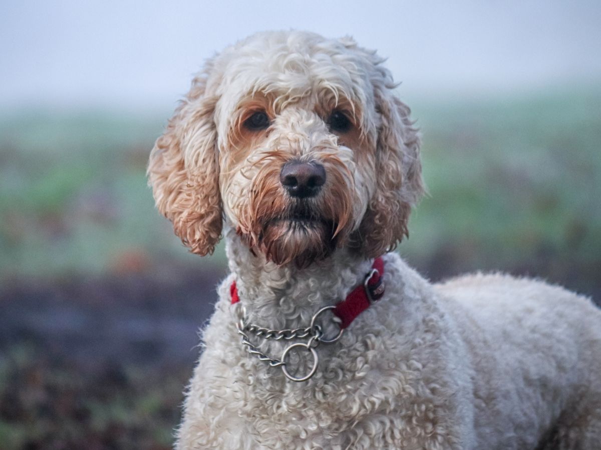 A fluffy light brown dog with a red collar stands in a foggy outdoor