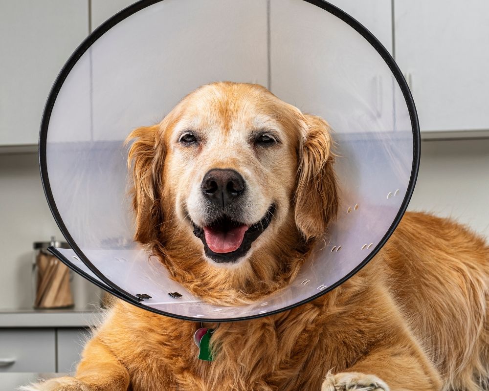 golden-dog-wearing-clear-cone A golden retriever dog wears a clear Elizabethan collar while lying down on a table