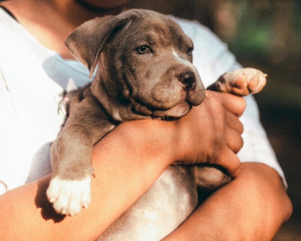 grey-pit-bull A person holds a gray pit bull puppy with white markings on its chest and paws.