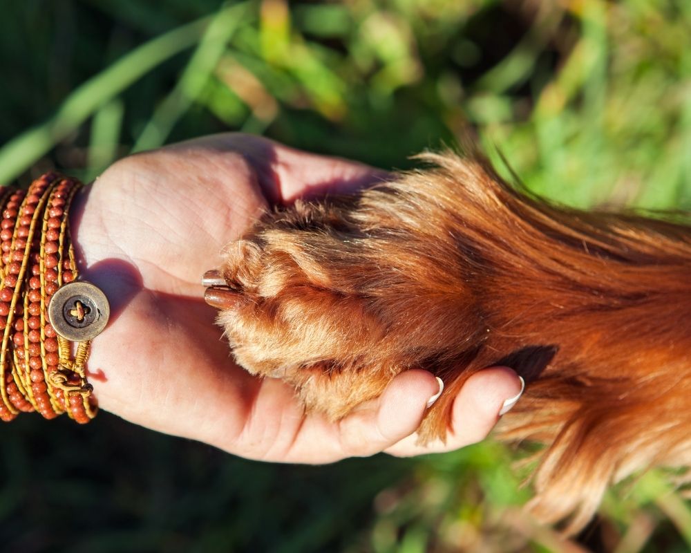 hand-holding-a-brown-dogs-paw A person wearing a beaded bracelet holds a dog's paw in their open hand.