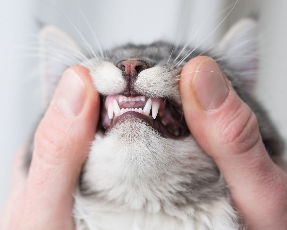 holding-cats-mouth A closeup shot of a person's hands gently holding open a cat's mouth to reveal its sharp teeth.