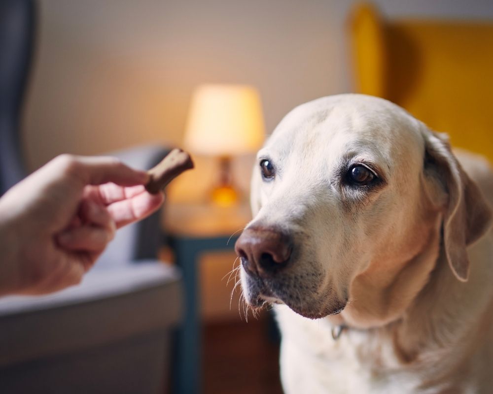 light-colour-dog-at-room A hand holds a dog treat out to a light colored dog in a living room