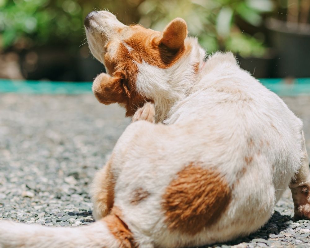 light-colour-dog A light colored dog with brown patches is scratching its neck with its hind leg