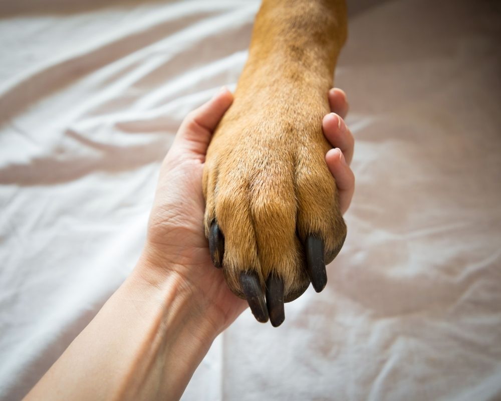 person-holding-dogs-paw A person's hand gently holds a dog's paw