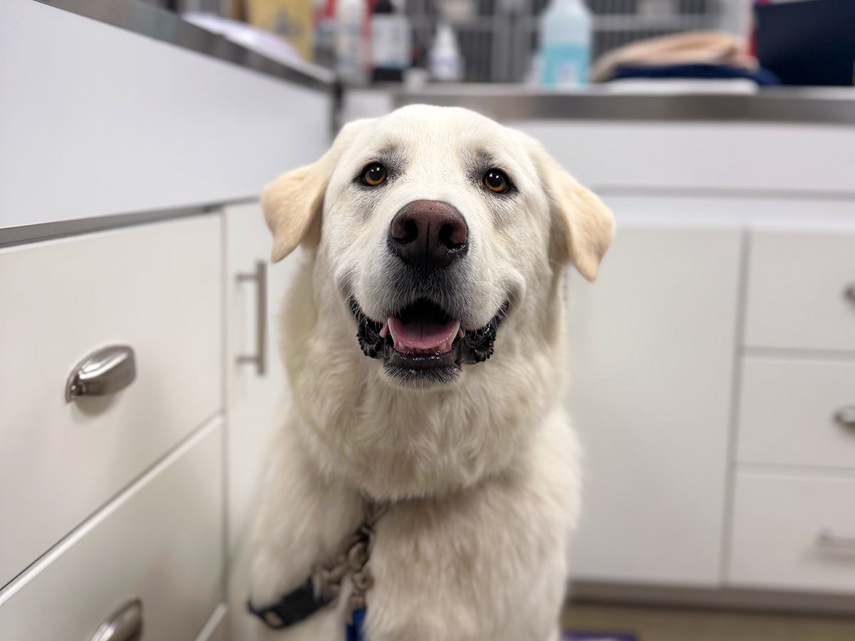 Portrait of a happy golden retriever at the clinic