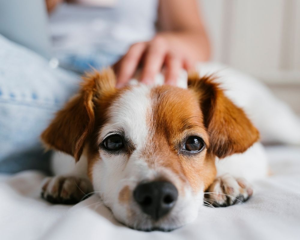 small-dog-rests A small dog with white and brown fur rests on a white surface