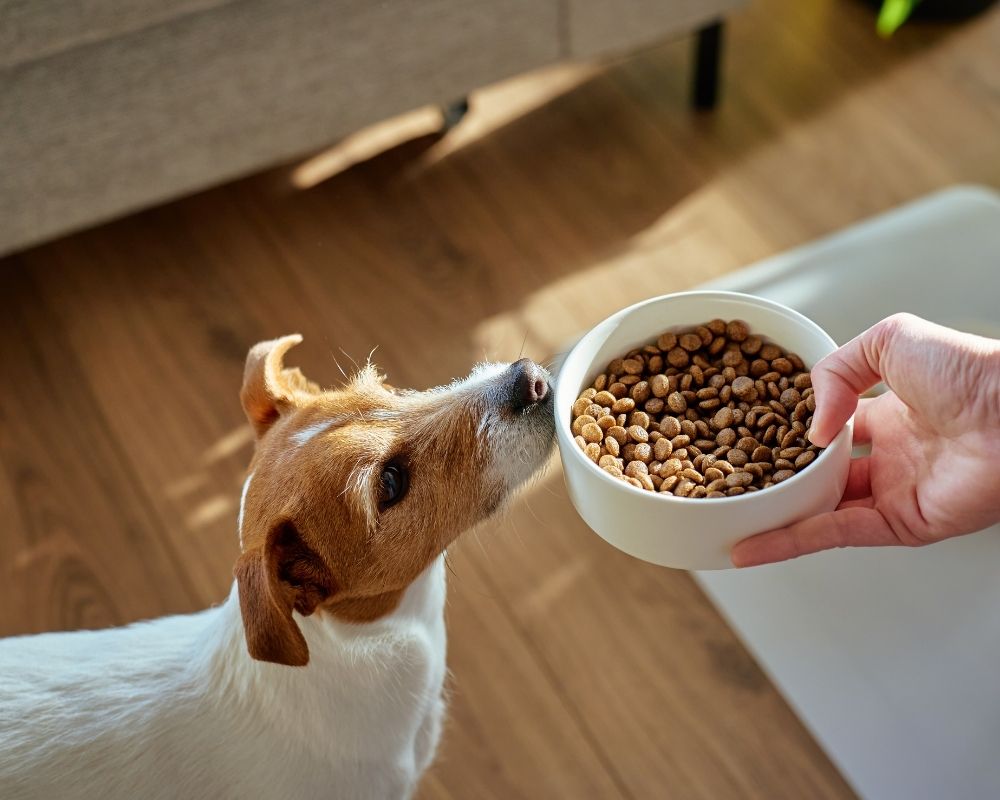 small-dog A person holding a bowl of dog food for a small dog to eat from.