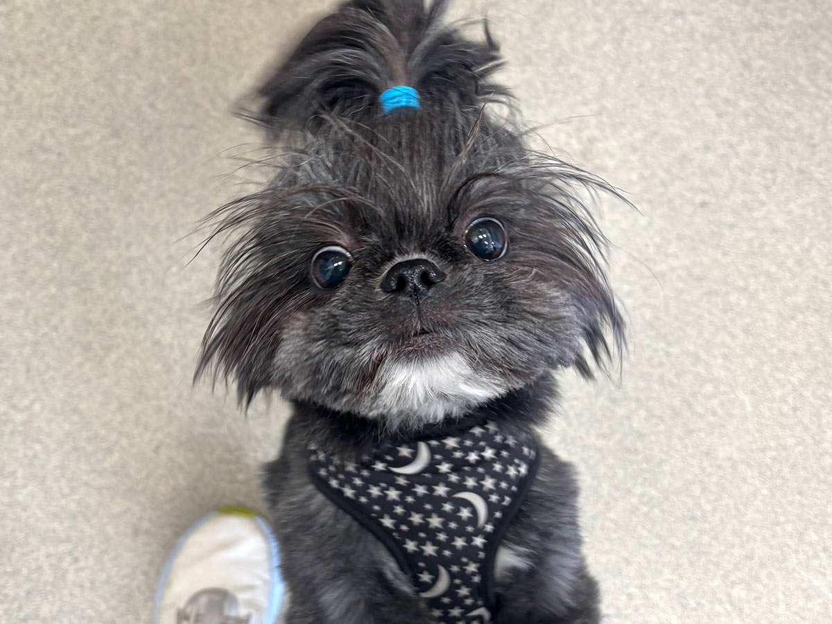 Small excited gray dog with a little ponytail secured by a blue hairband looking up at the camera
