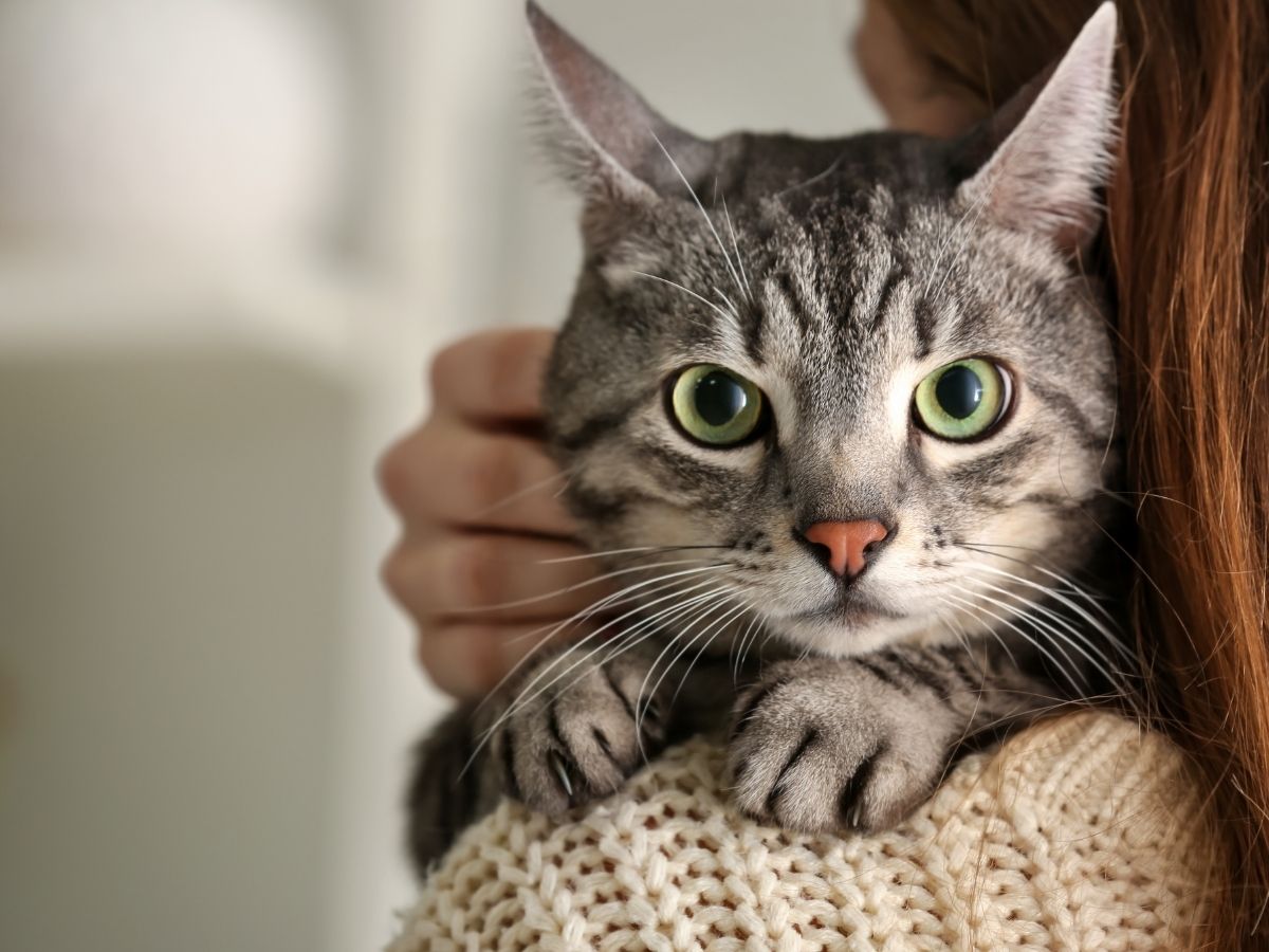 A tabby cat with green eyes is held by a person