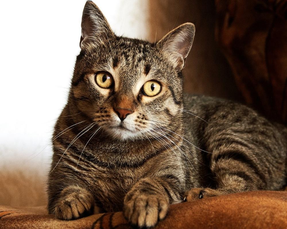 tabby-cat-sitting-on-blanket A tabby cat with yellow eyes rests on a brown blanket.