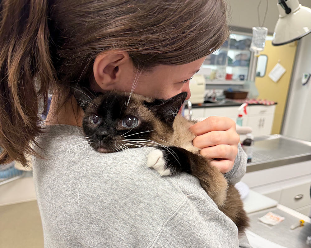 veterinary-team-member-gently-holding-shy-cat-IMG_6725-1000x800-1 Veterinary team member gently holding a shy cat at the clinic