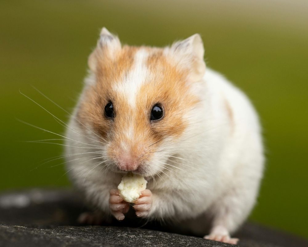 white-hamstar A Syrian hamster with white and tan fur sits on a dark surface