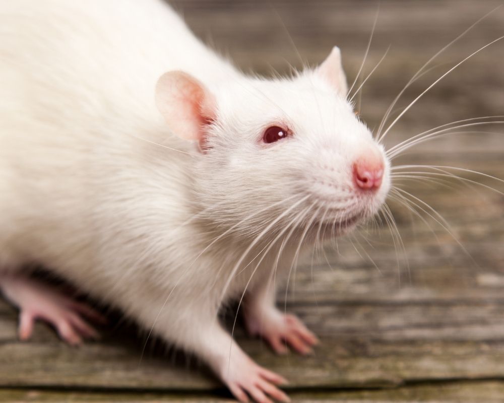 white-rat-with-pink-eyes A white rat with pink eyes and whiskers is on a wooden surface.
